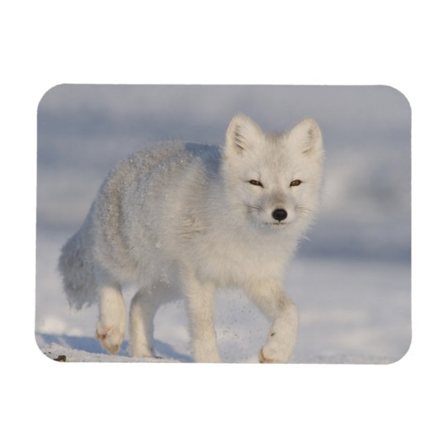 USA, Alaska, 1002 Coastal Plain of the ANWR. An 3 Magnet (Horizontal)