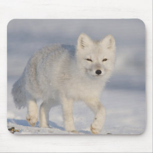USA, Alaska, 1002 Coastal Plain of the ANWR. An 3 Mouse Pad