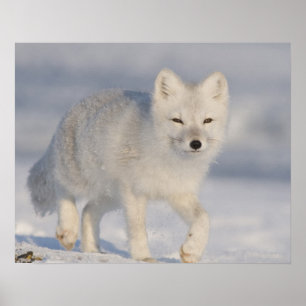 USA, Alaska, 1002 Coastal Plain of the ANWR. An 3 Poster