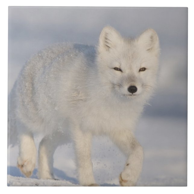 USA, Alaska, 1002 Coastal Plain of the ANWR. An 3 Tile (Front)