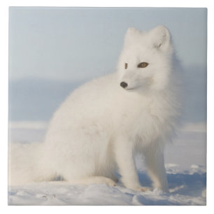 USA, Alaska, 1002 Coastal Plain of the Arctic 5 Ceramic Tile