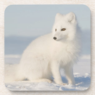 USA, Alaska, 1002 Coastal Plain of the Arctic 5 Coaster