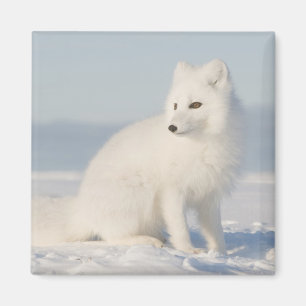 USA, Alaska, 1002 Coastal Plain of the Arctic 5 Magnet