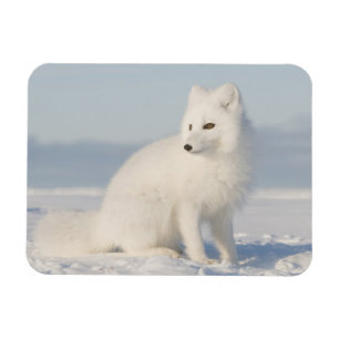 USA, Alaska, 1002 Coastal Plain of the Arctic 5 Magnet