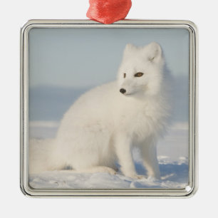 USA, Alaska, 1002 Coastal Plain of the Arctic 5 Metal Ornament