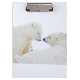 USA, Alaska, 1002 Coastal Plain of the Arctic Clipboard