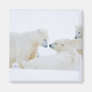 USA, Alaska, 1002 Coastal Plain of the Arctic Magnet