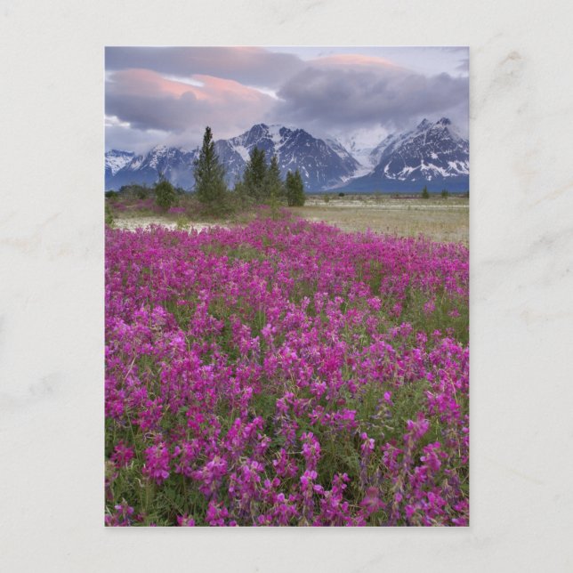 USA, Alaska, Alsek River Valley. View of Postcard (Front)