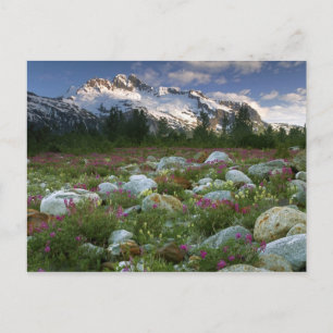 USA, Alaska, Alsek-Tatshenshini Wilderness. View Postcard
