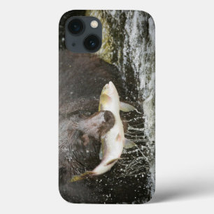 USA, Alaska, Anan Creek. Close-Up Of Black Bear iPhone 13 Case