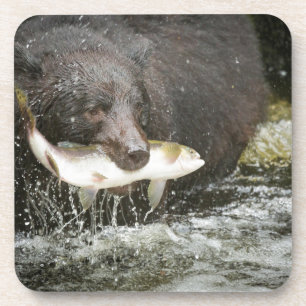 USA, Alaska, Anan Creek. Close-Up Of Black Bear Coaster
