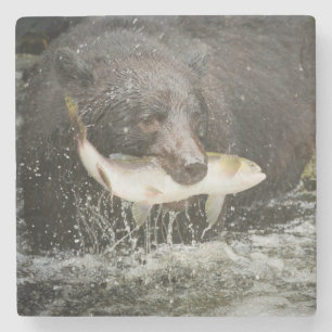 USA, Alaska, Anan Creek. Close-Up Of Black Bear Stone Coaster