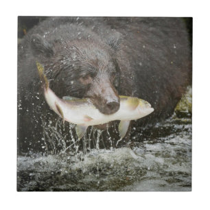 USA, Alaska, Anan Creek. Close-Up Of Black Bear Tile