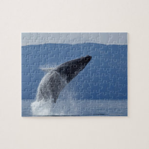 USA, Alaska, Angoon, Humpback Whale (Megaptera Jigsaw Puzzle