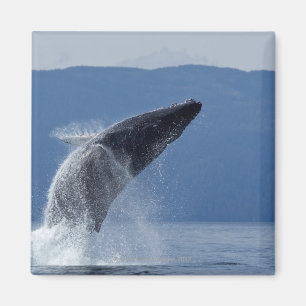 USA, Alaska, Angoon, Humpback Whale (Megaptera Magnet