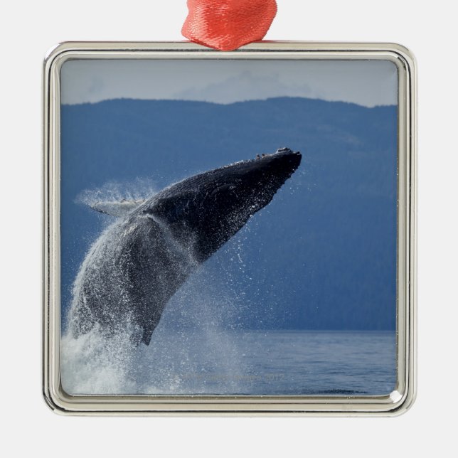 USA, Alaska, Angoon, Humpback Whale (Megaptera Metal Ornament (Front)