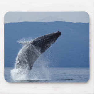 USA, Alaska, Angoon, Humpback Whale (Megaptera Mouse Pad