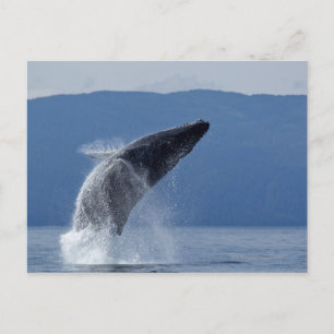 USA, Alaska, Angoon, Humpback Whale (Megaptera Postcard
