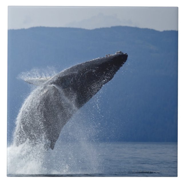 USA, Alaska, Angoon, Humpback Whale (Megaptera Tile (Front)