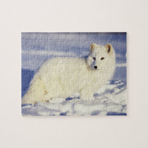 USA, Alaska. Arctic fox in winter coat Jigsaw Puzzle