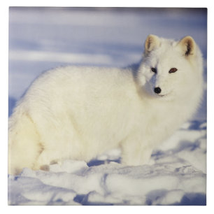 USA, Alaska. Arctic fox in winter coat Tile