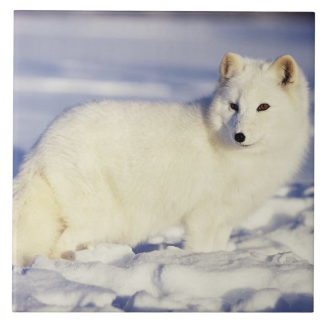 USA, Alaska. Arctic fox in winter coat Tile (Front)