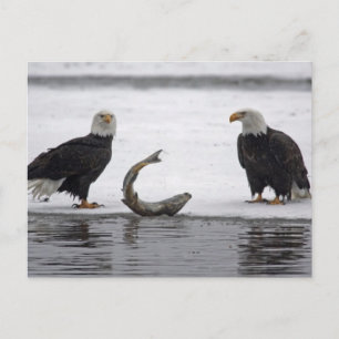 USA, Alaska, Chilkat Bald Eagle Preserve. Pair Postcard
