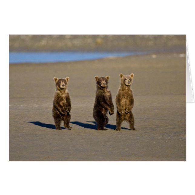 USA. Alaska. Coastal Brown Bear cubs (Front Horizontal)