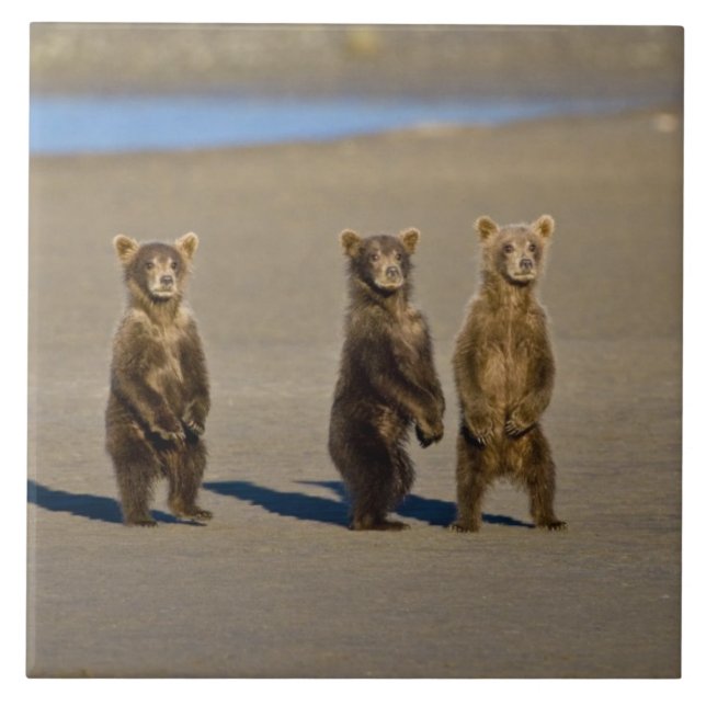 USA. Alaska. Coastal Brown Bear cubs Ceramic Tile (Front)