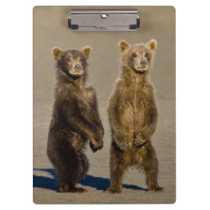 USA. Alaska. Coastal Brown Bear cubs Clipboard