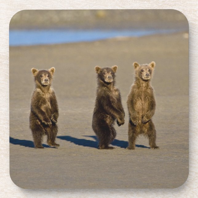 USA. Alaska. Coastal Brown Bear cubs Coaster (Front)