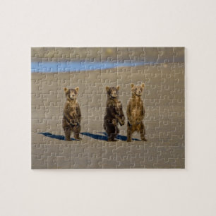 USA. Alaska. Coastal Brown Bear cubs Jigsaw Puzzle