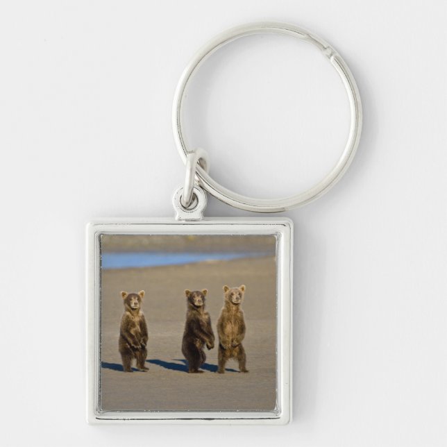 USA. Alaska. Coastal Brown Bear cubs Key Ring (Front)