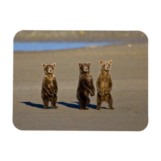 USA. Alaska. Coastal Brown Bear cubs Magnet (Horizontal)
