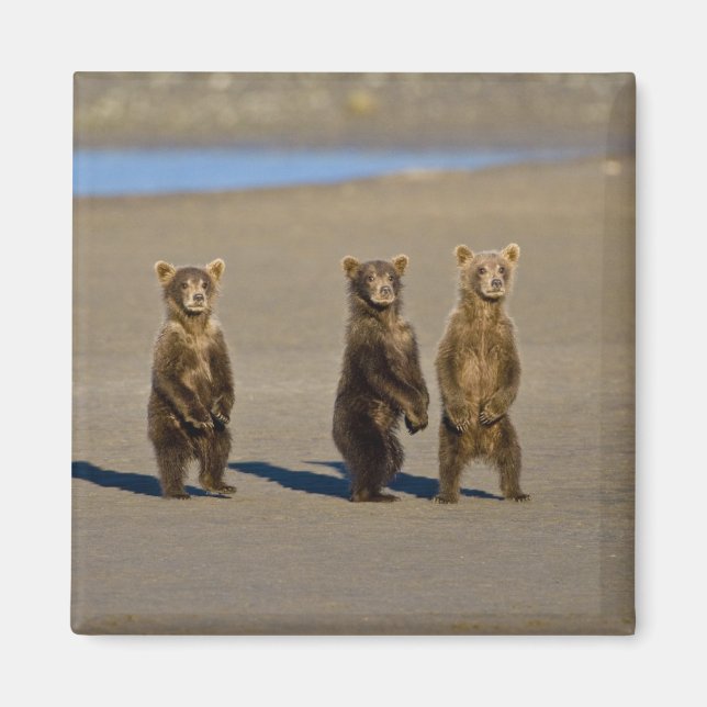 USA. Alaska. Coastal Brown Bear cubs Magnet (Front)