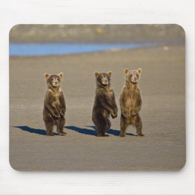 USA. Alaska. Coastal Brown Bear cubs Mouse Pad (Front)