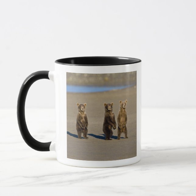 USA. Alaska. Coastal Brown Bear cubs Mug (Left)