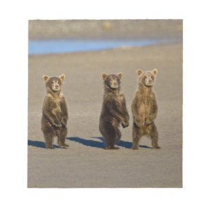 USA. Alaska. Coastal Brown Bear cubs Notepad