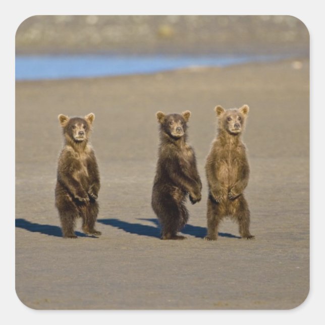 USA. Alaska. Coastal Brown Bear cubs Square Sticker (Front)