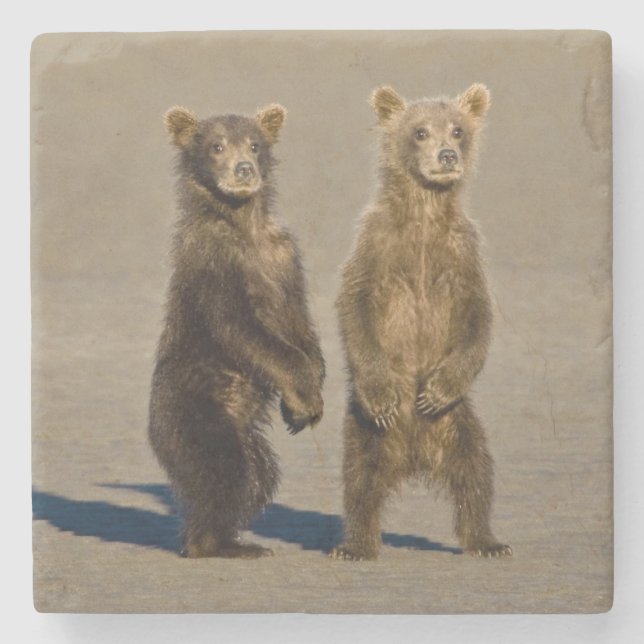 USA. Alaska. Coastal Brown Bear cubs Stone Coaster (Front)