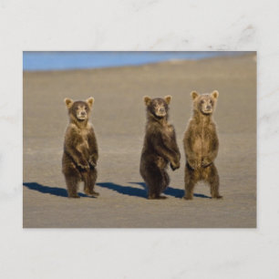 USA. Alaska. Coastal Brown Bear cubs watch their Postcard