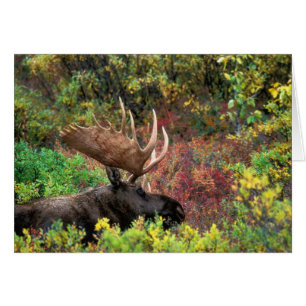 USA, Alaska, Denali National Park, Bull Moose