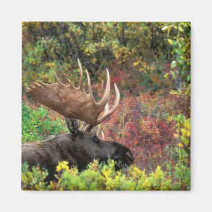 USA, Alaska, Denali National Park, Bull Moose Magnet