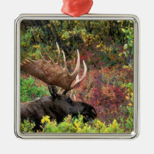 USA, Alaska, Denali National Park, Bull Moose Metal Tree Decoration