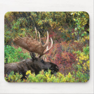 USA, Alaska, Denali National Park, Bull Moose Mouse Pad