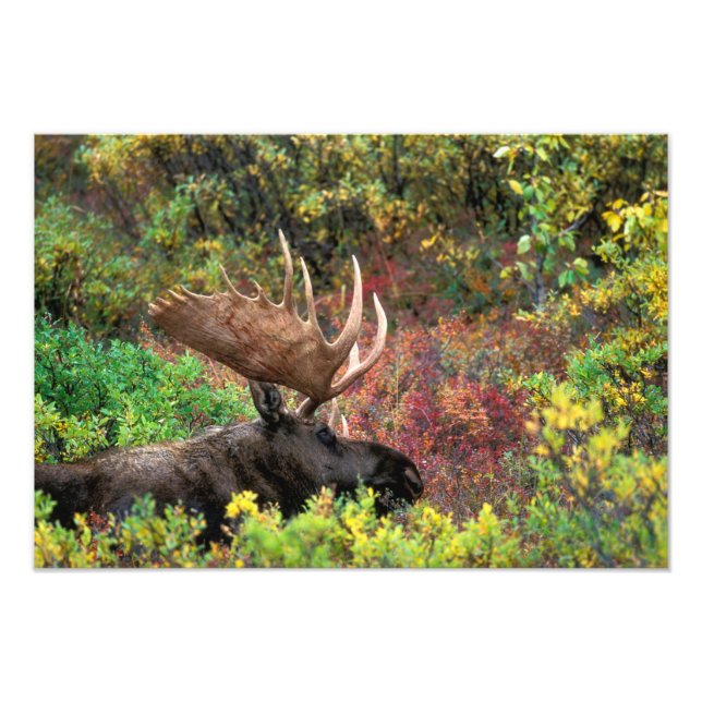 USA, Alaska, Denali National Park, Bull Moose Photo Print (Front)