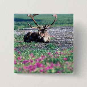 USA, Alaska, Denali National Park, Caribou 15 Cm Square Badge