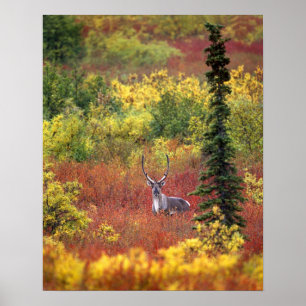 USA, Alaska, Denali National Park. Caribou and Poster