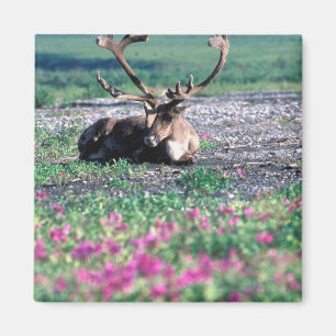 USA, Alaska, Denali National Park, Caribou Magnet
