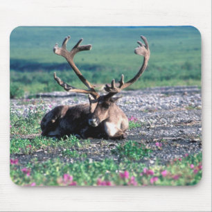 USA, Alaska, Denali National Park, Caribou Mouse Pad